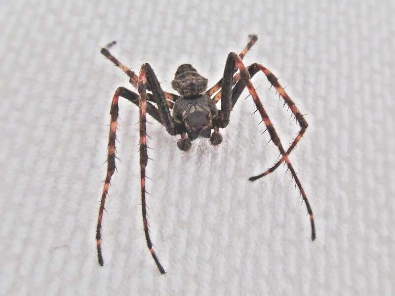 Image of Walnut Orb-Weaver Spider