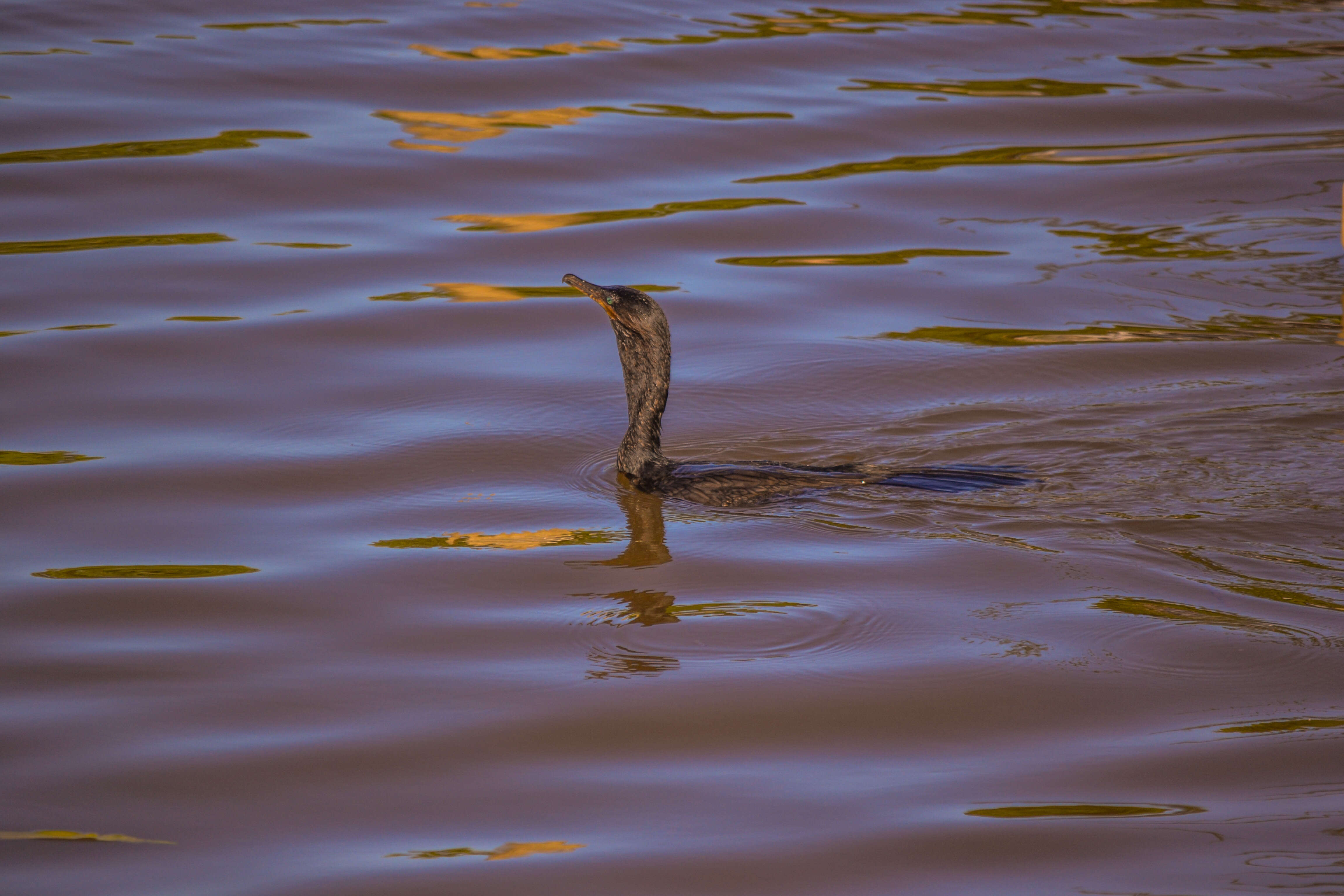 Image of Neotropic Cormorant