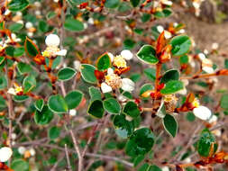 Image of Spyridium thymifolium Reiss.