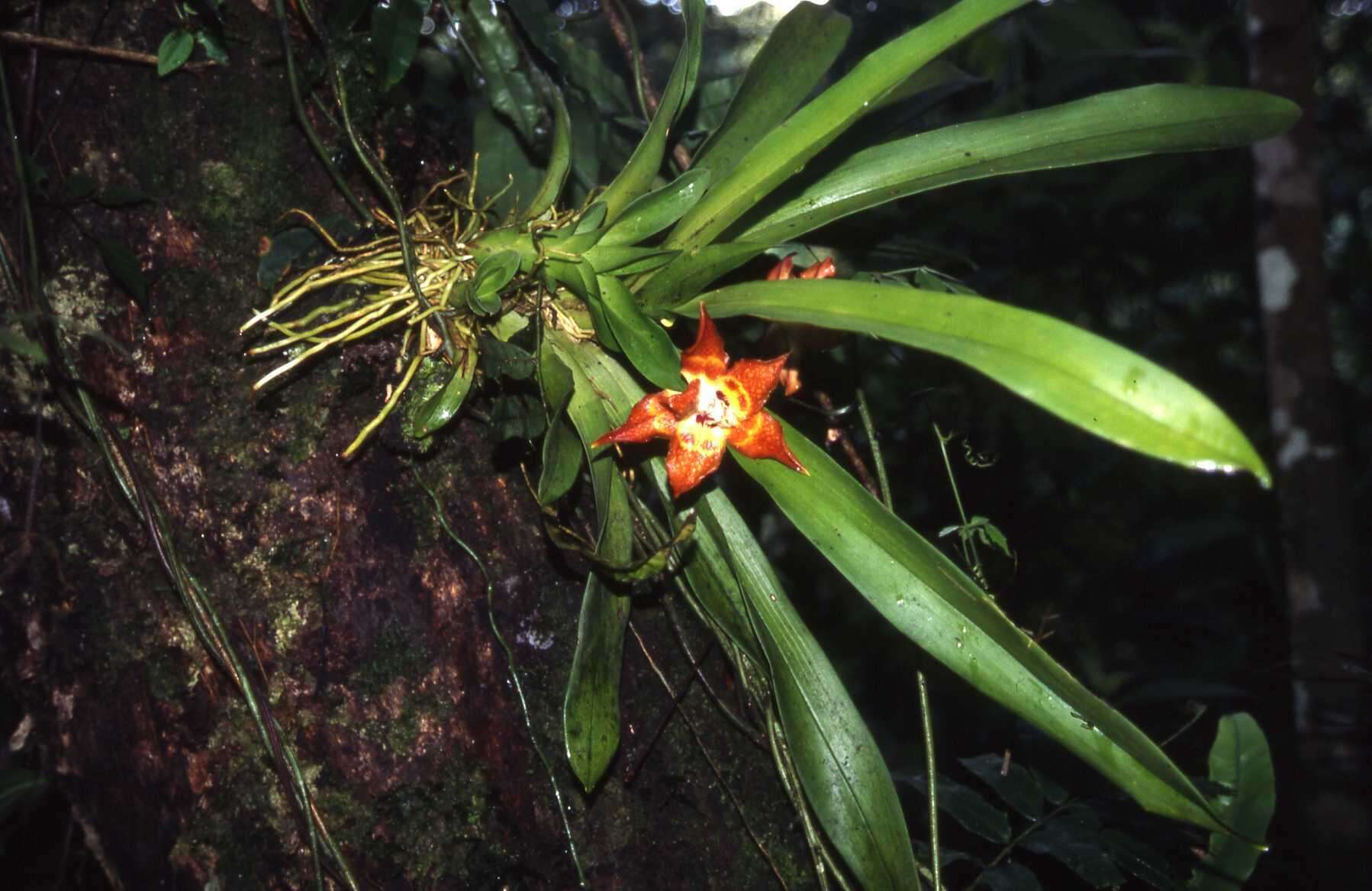 Image of Huntleya burtii (Endrés & Rchb. fil.) Pfitzer