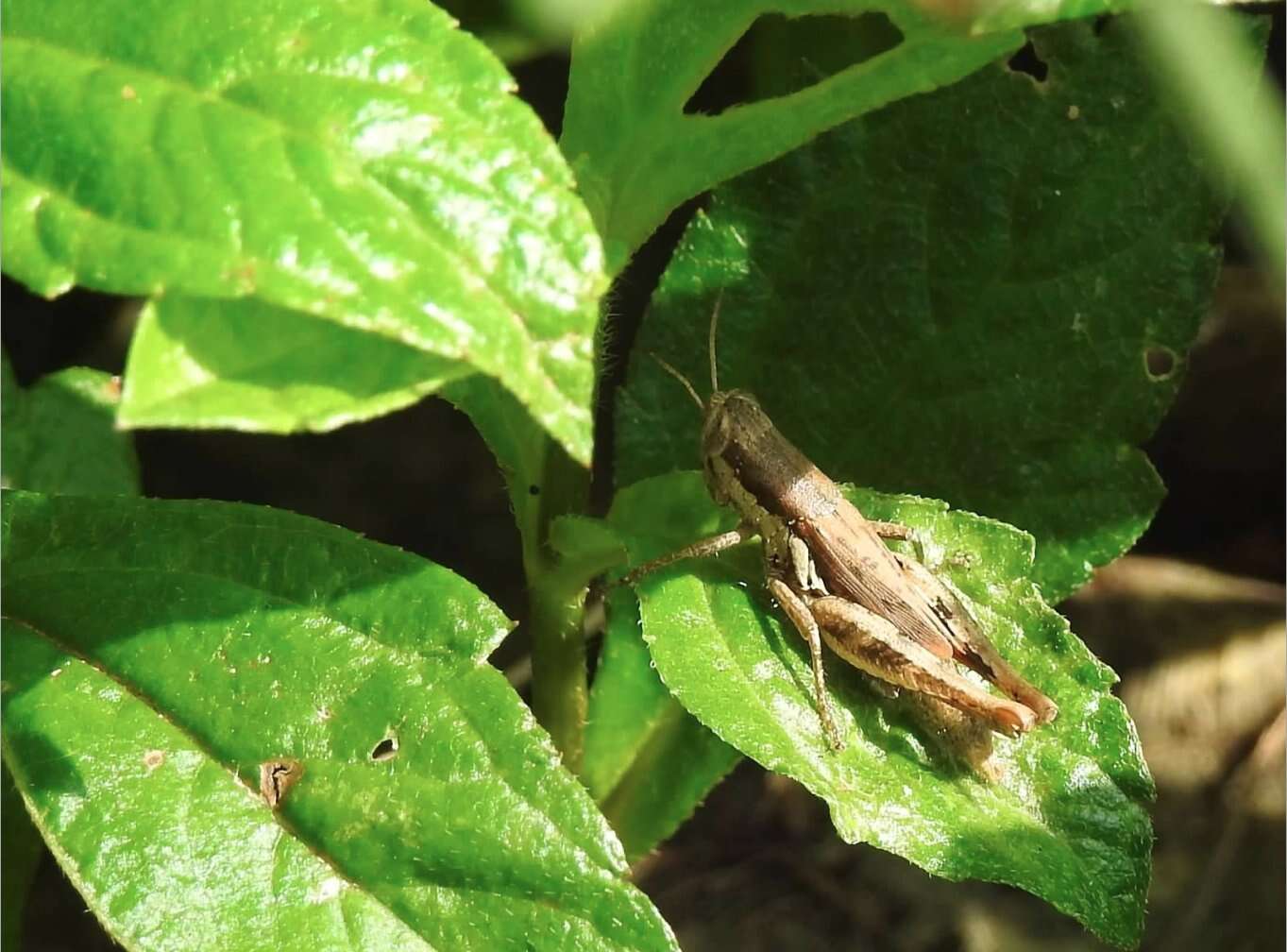 Image de Pseudoxya diminuta (Walker & F. 1871)