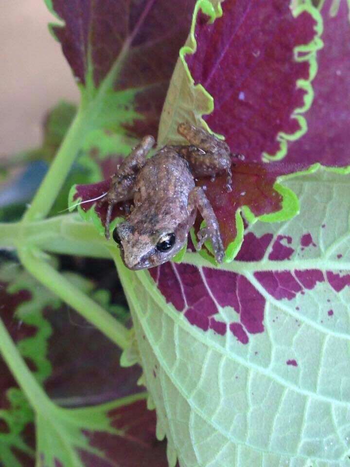 Image of Rio Grande Chirping Frog
