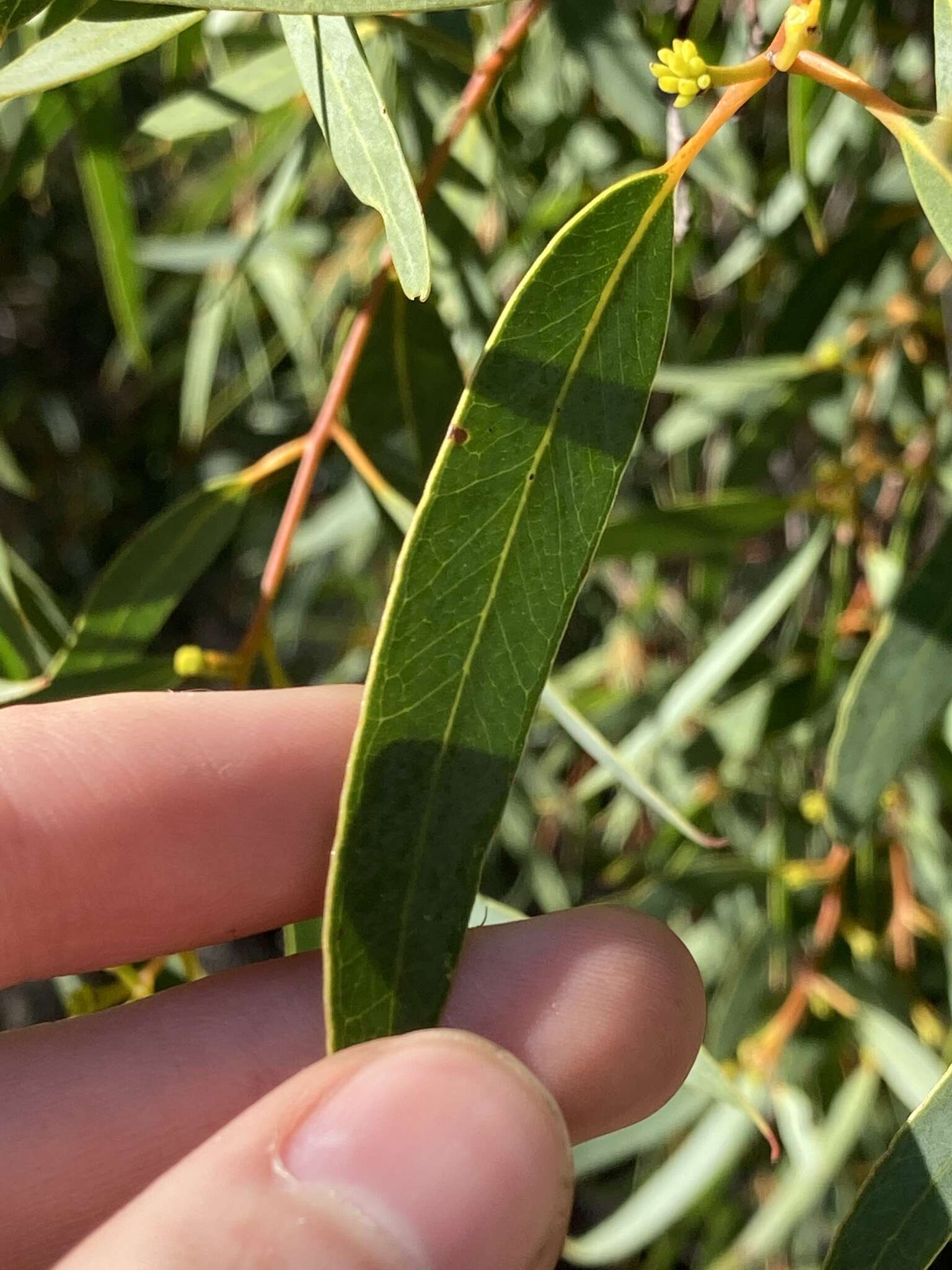 Image of Eucalyptus lateritica M. I. H. Brooker & S. D. Hopper