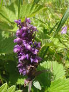 Image of Coeloglossum