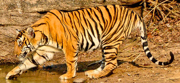 Image of Bengal Tiger