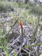 Image of Wimmera spider orchid