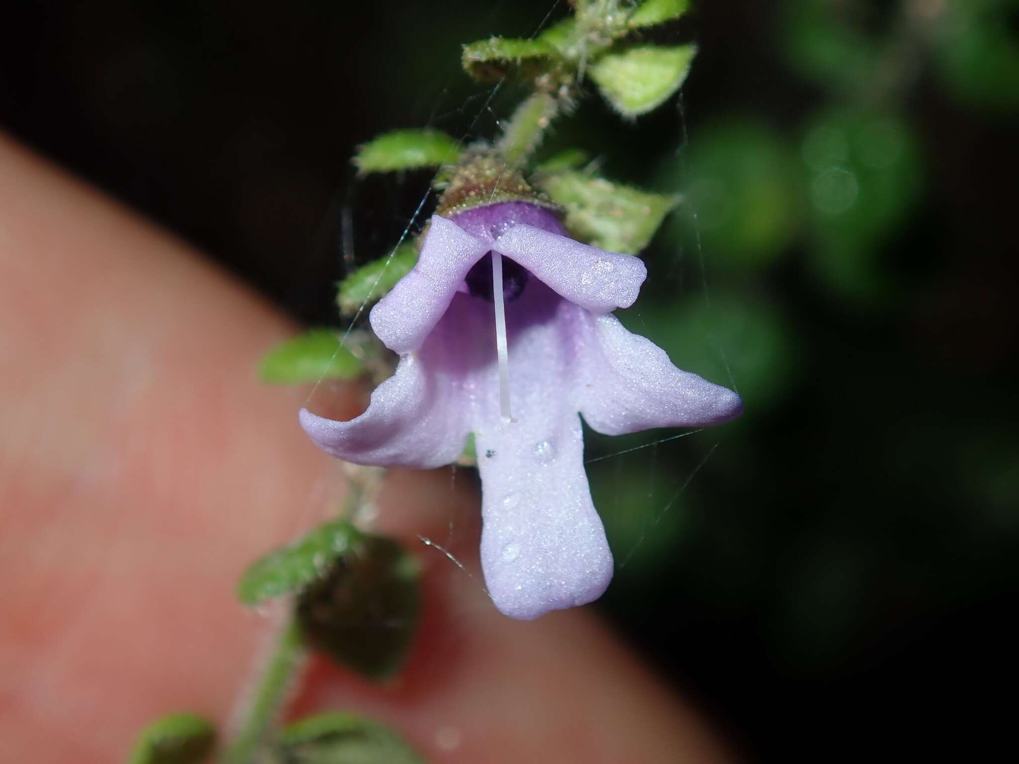 Image of Sparkling Mint-bush