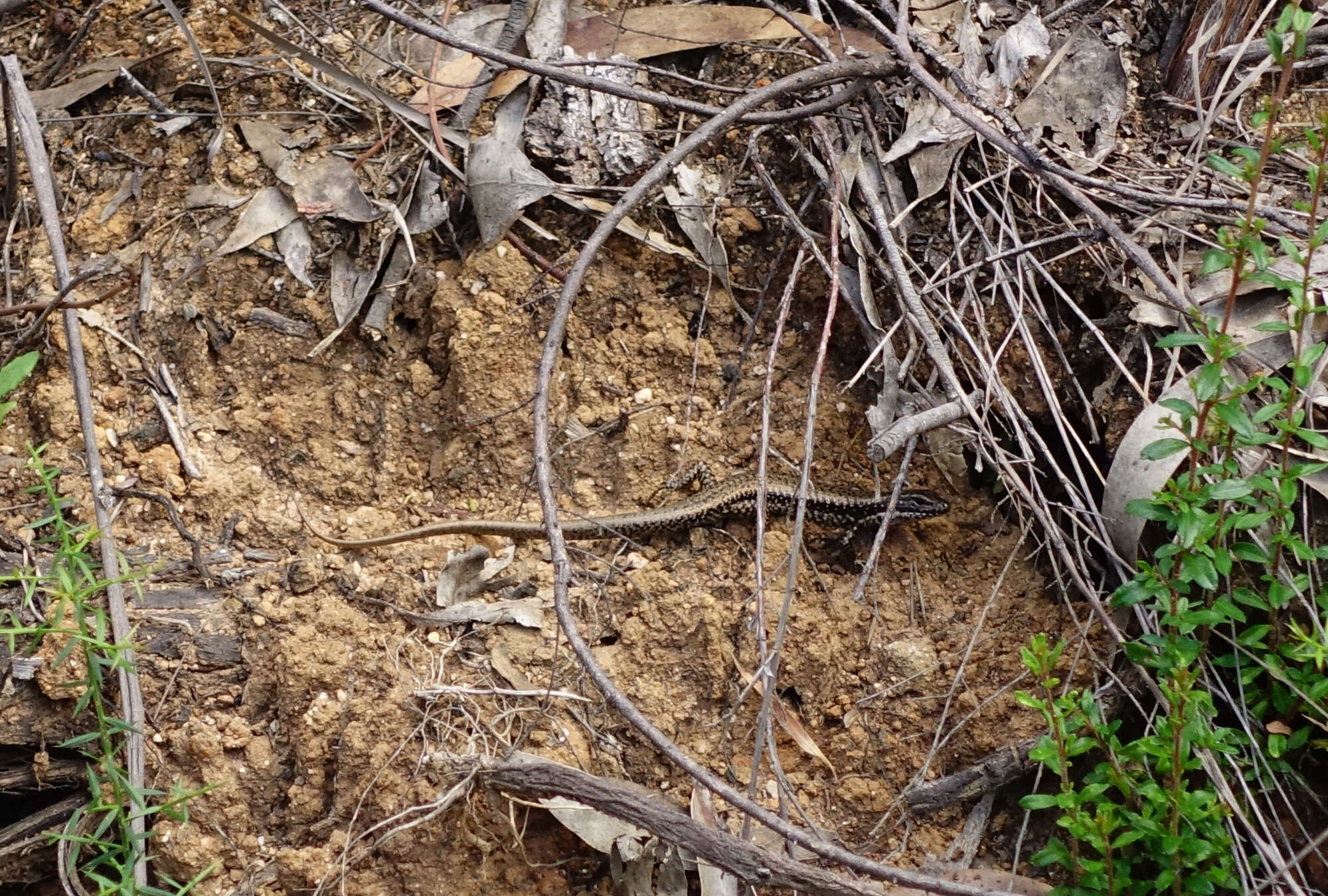 Image of Warm-temperate Water-skink