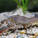 Image of Spiny-tail Crayfish