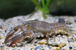 Image of Spiny-tail Crayfish