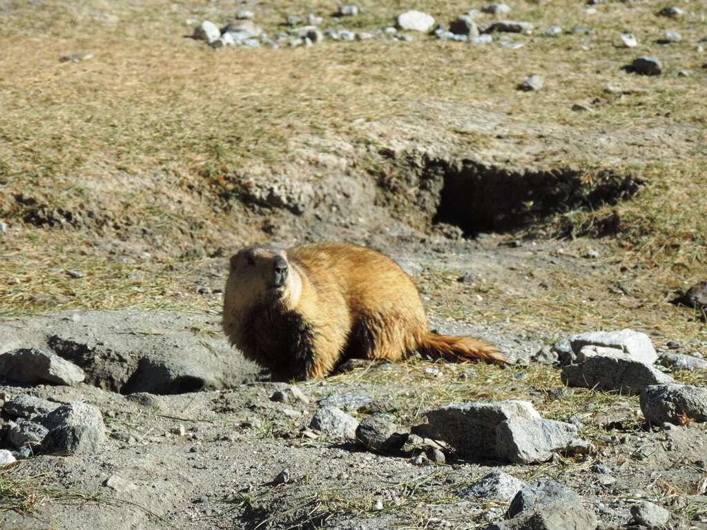 Image of Long-tailed Marmot