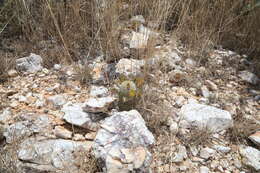 Image of Correll's hedgehog cactus