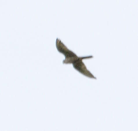 Image of Saker Falcon