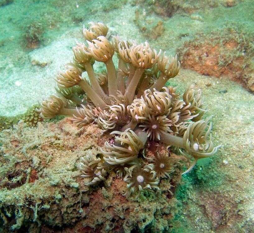 Image of Flowerpot corals