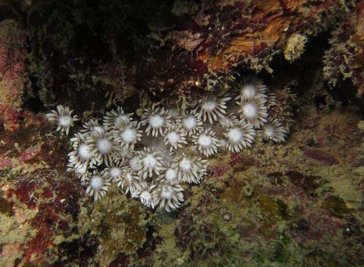 Image of Flowerpot corals