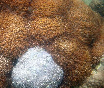 Image of Flowerpot coral