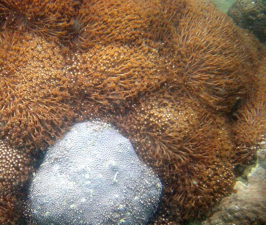 Image of Flowerpot coral