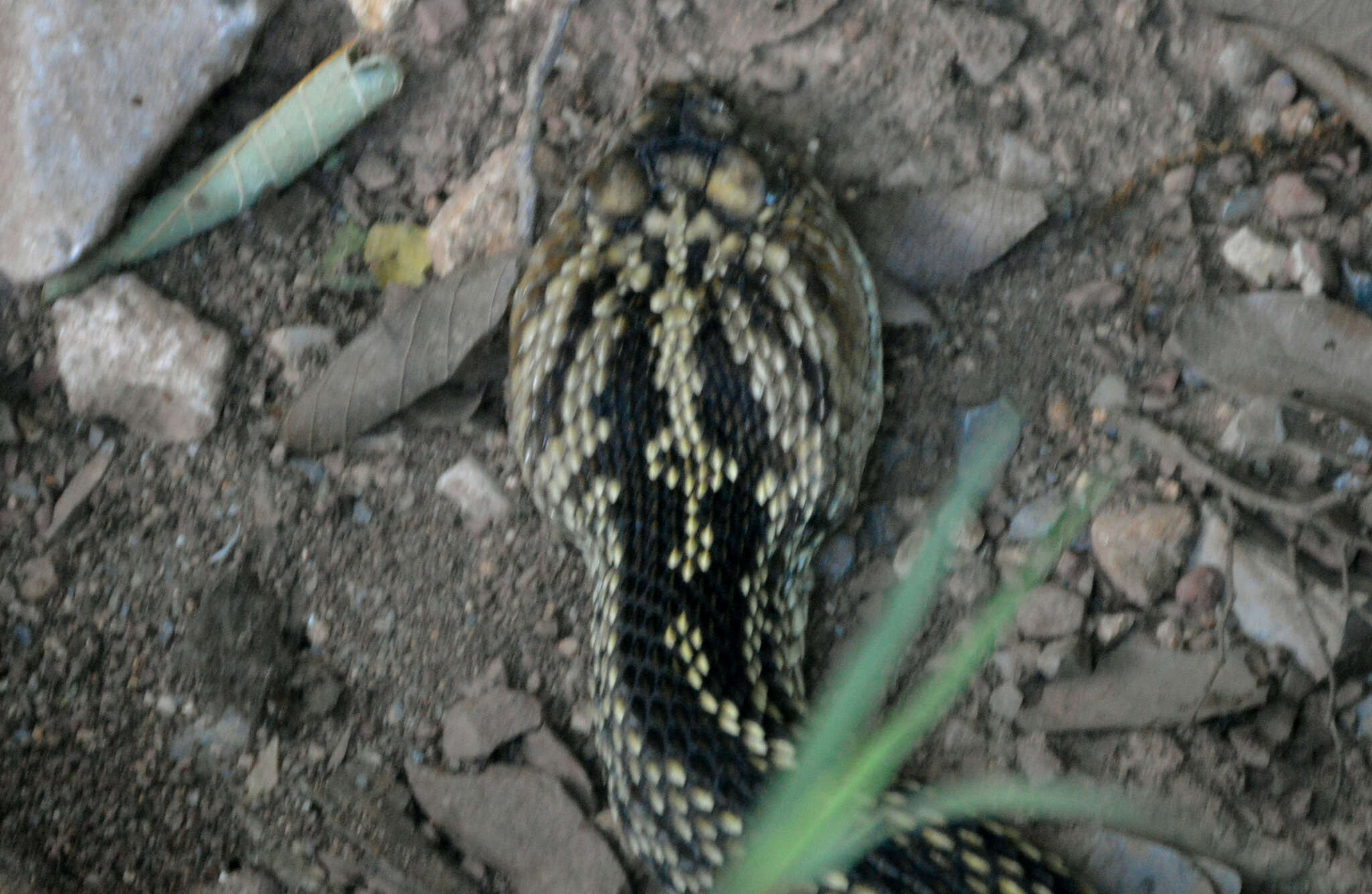 Image of Crotalus totonacus Gloyd & Kauffeld 1940