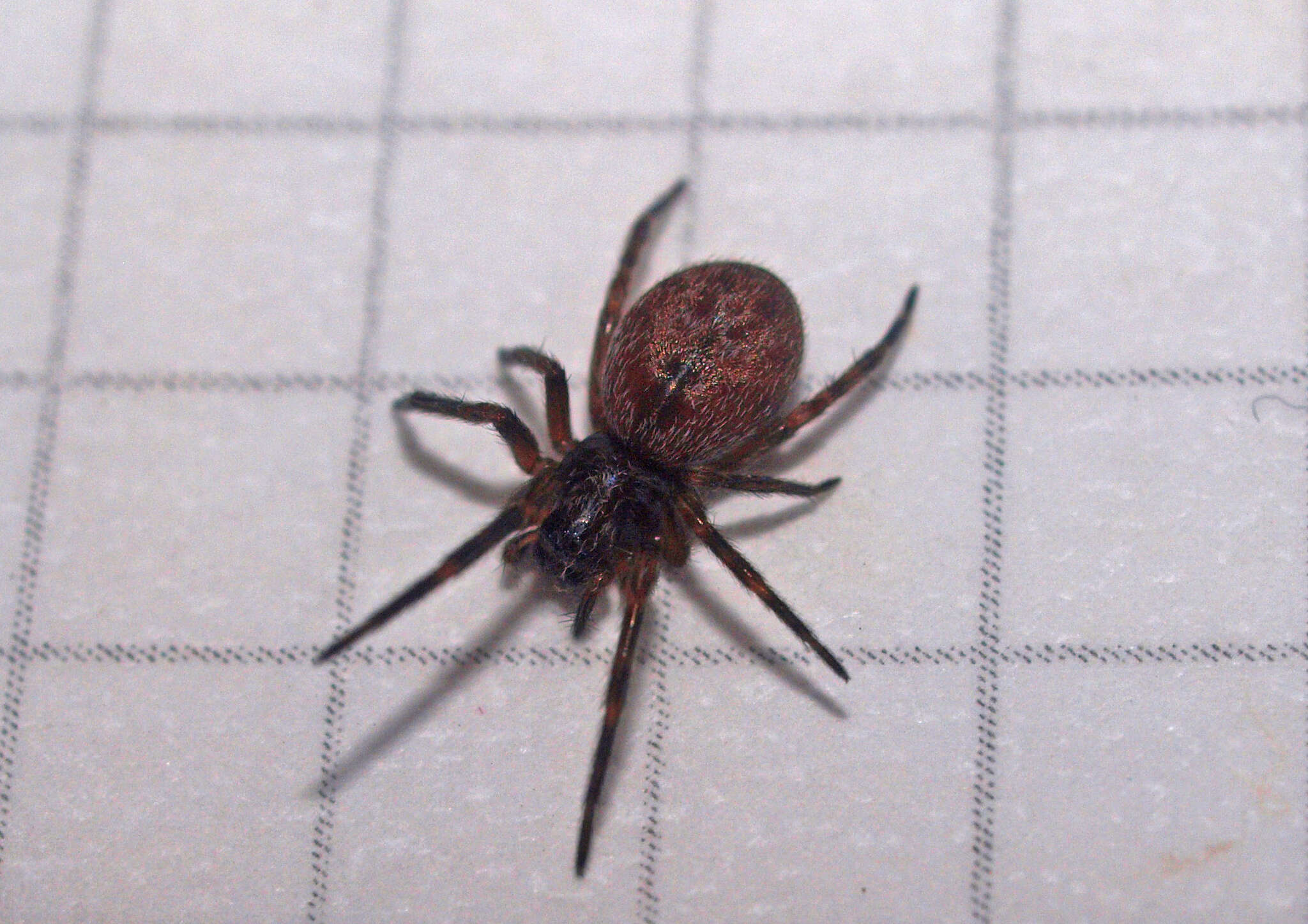 Image of Desid spider