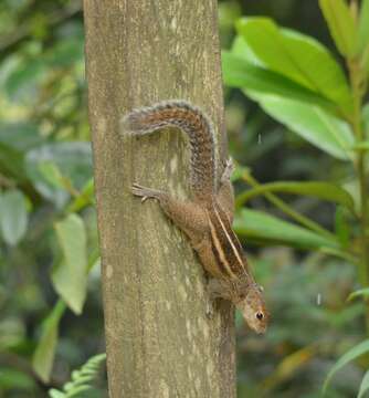 Image of Indian palm squirrel