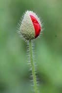 Image of corn poppy