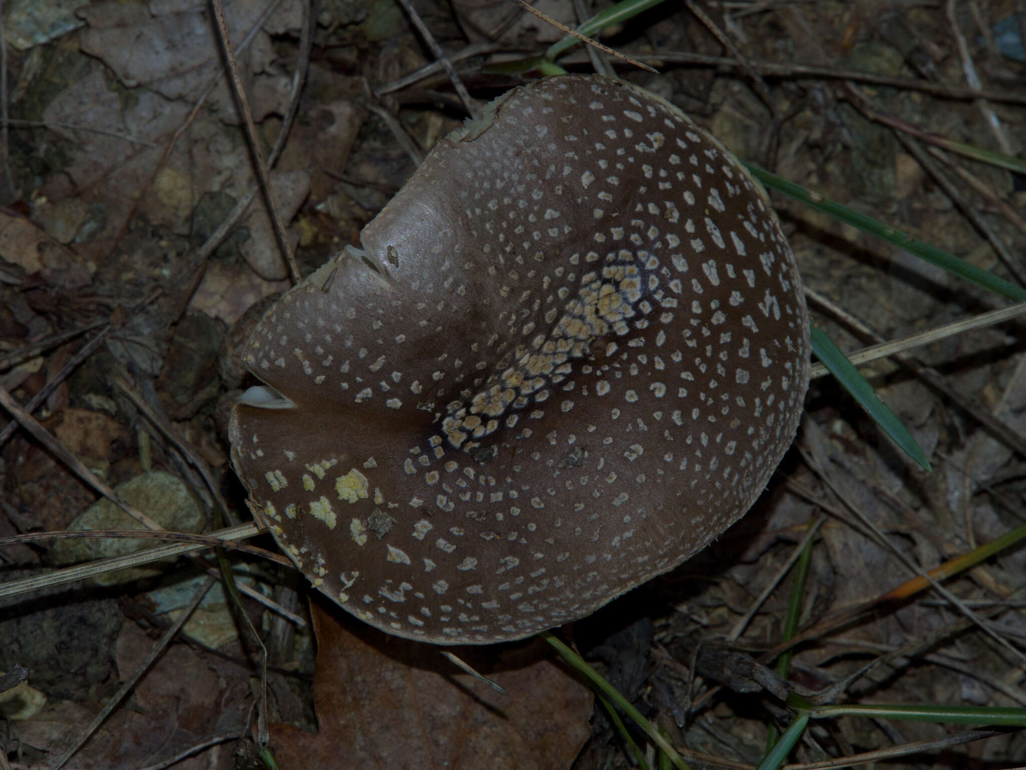 Image of Yellow spotted amanita