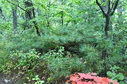 Image of Korean Pine