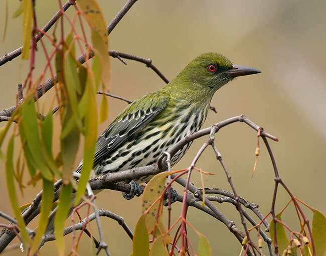 Image of Olive-backed Oriole