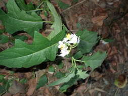 Image of <i>Solanum <i>carolinense</i></i> var. carolinense