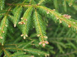 Image of Picea jezoensis subsp. hondoensis (Mayr) P. A. Schmidt