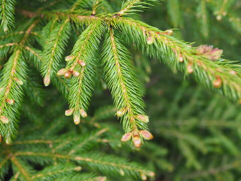 Image of Picea jezoensis subsp. hondoensis (Mayr) P. A. Schmidt