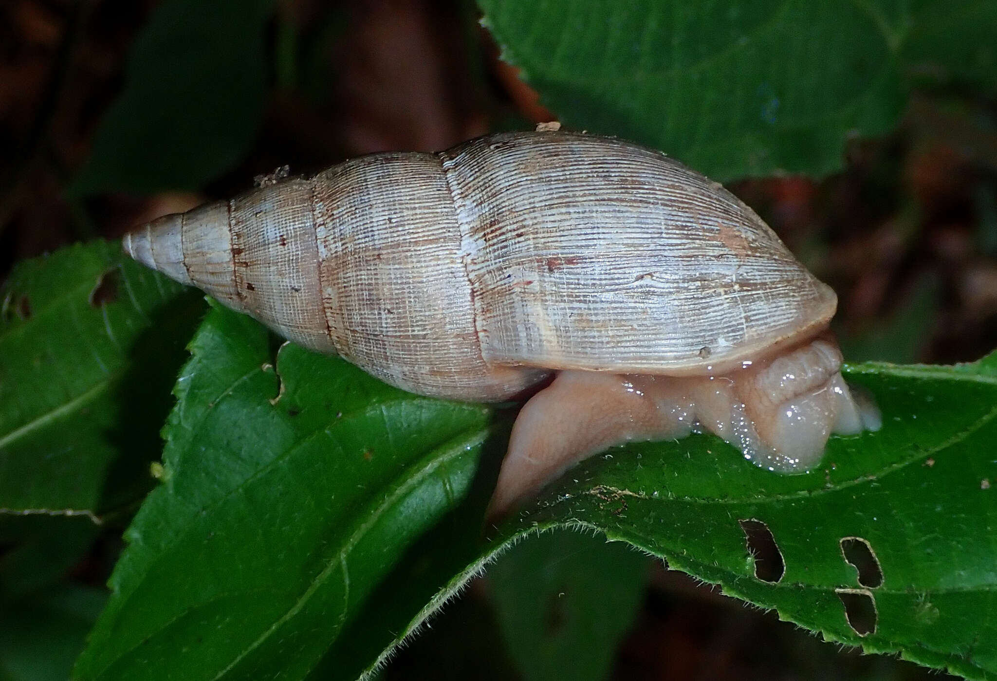 Image of Euglandina striata (O. F. Müller 1774)