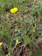 Image of <i>Ranunculus songaricus</i>