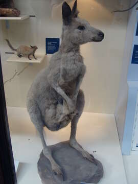 Image of kangaroo