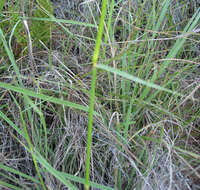 Image of hairy crabgrass