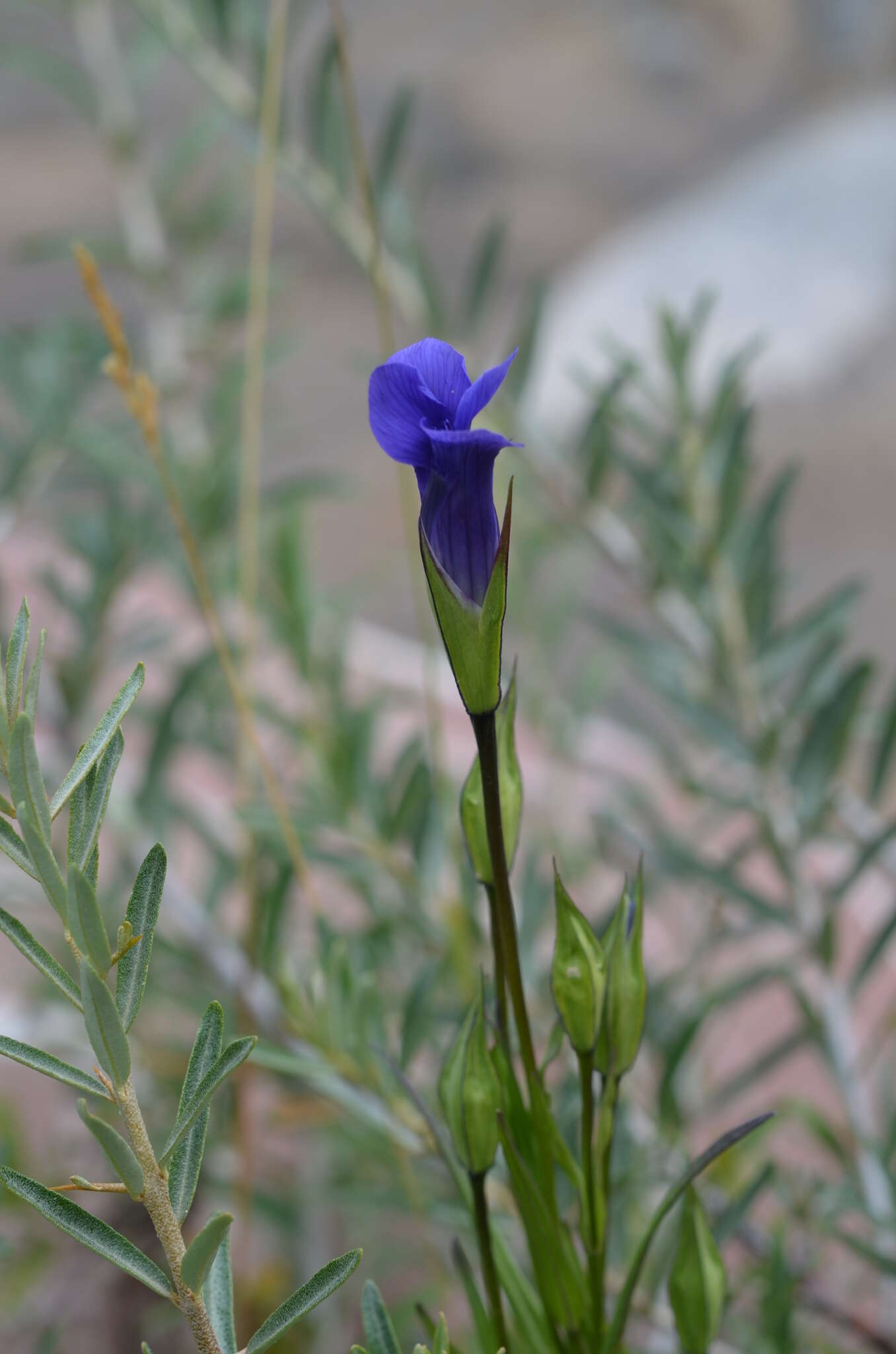 Gentianopsis barbata (Froel.) Ma的圖片