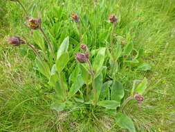 Image of mountain arnica