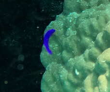 Image of Orchid dottyback