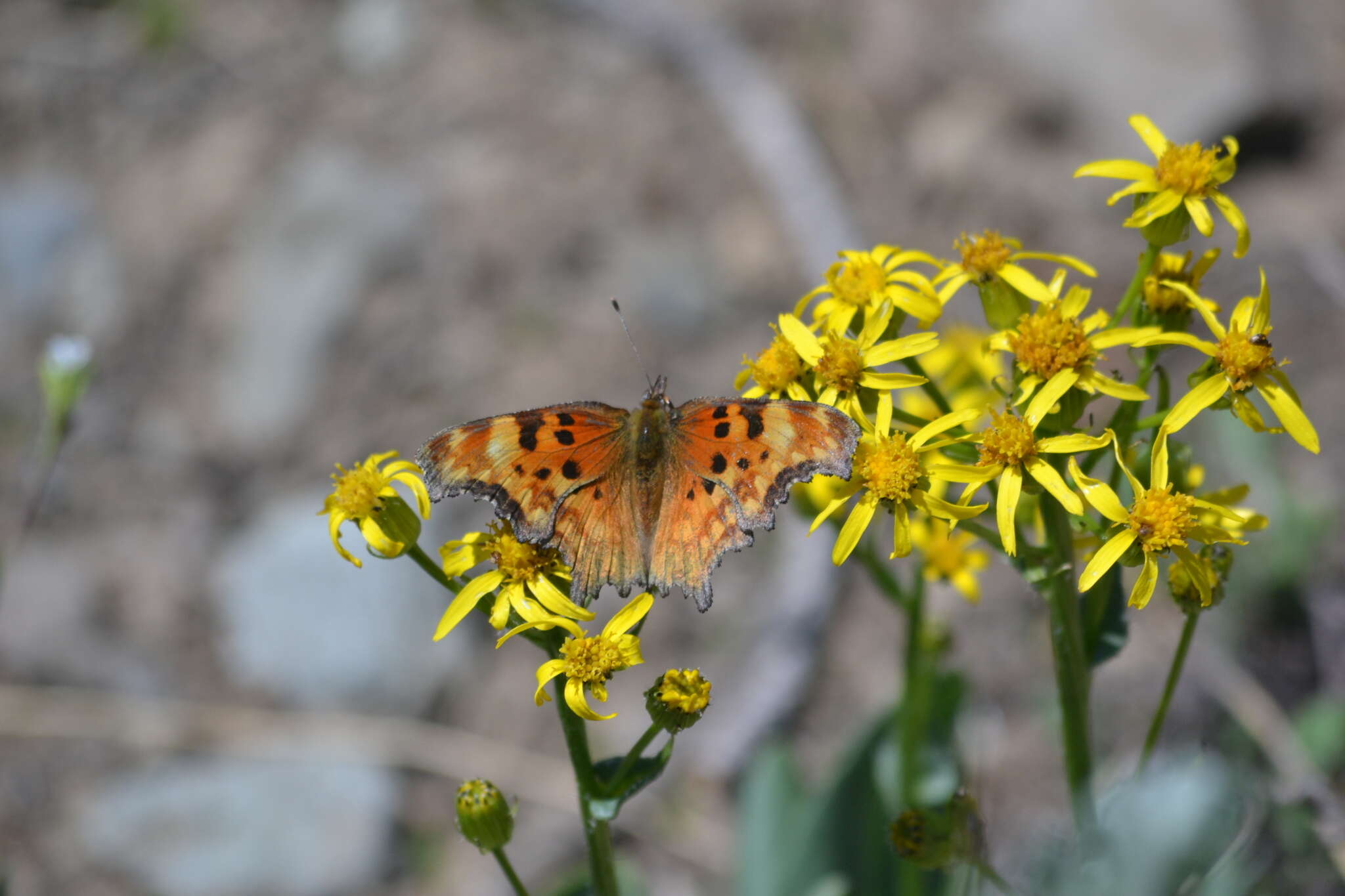 Image of Hoary Comma