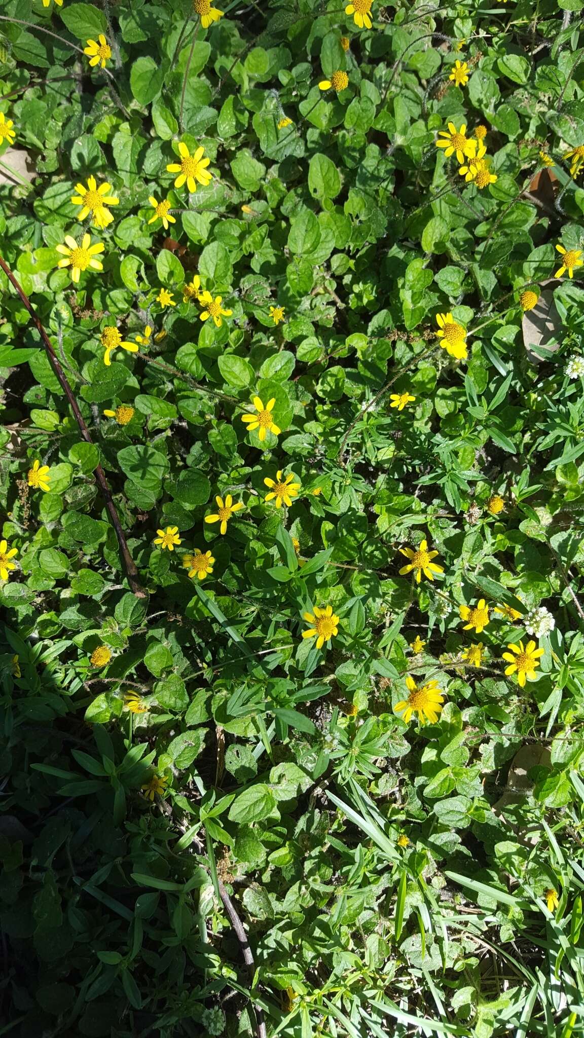 Image of hairy spotflower