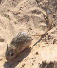 Image of THICK-TAILED THREE-TOED JERBOA