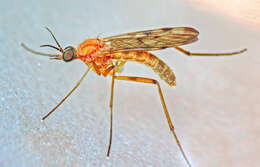 Image of Wood gnat