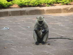 Image of Northern plains gray langur