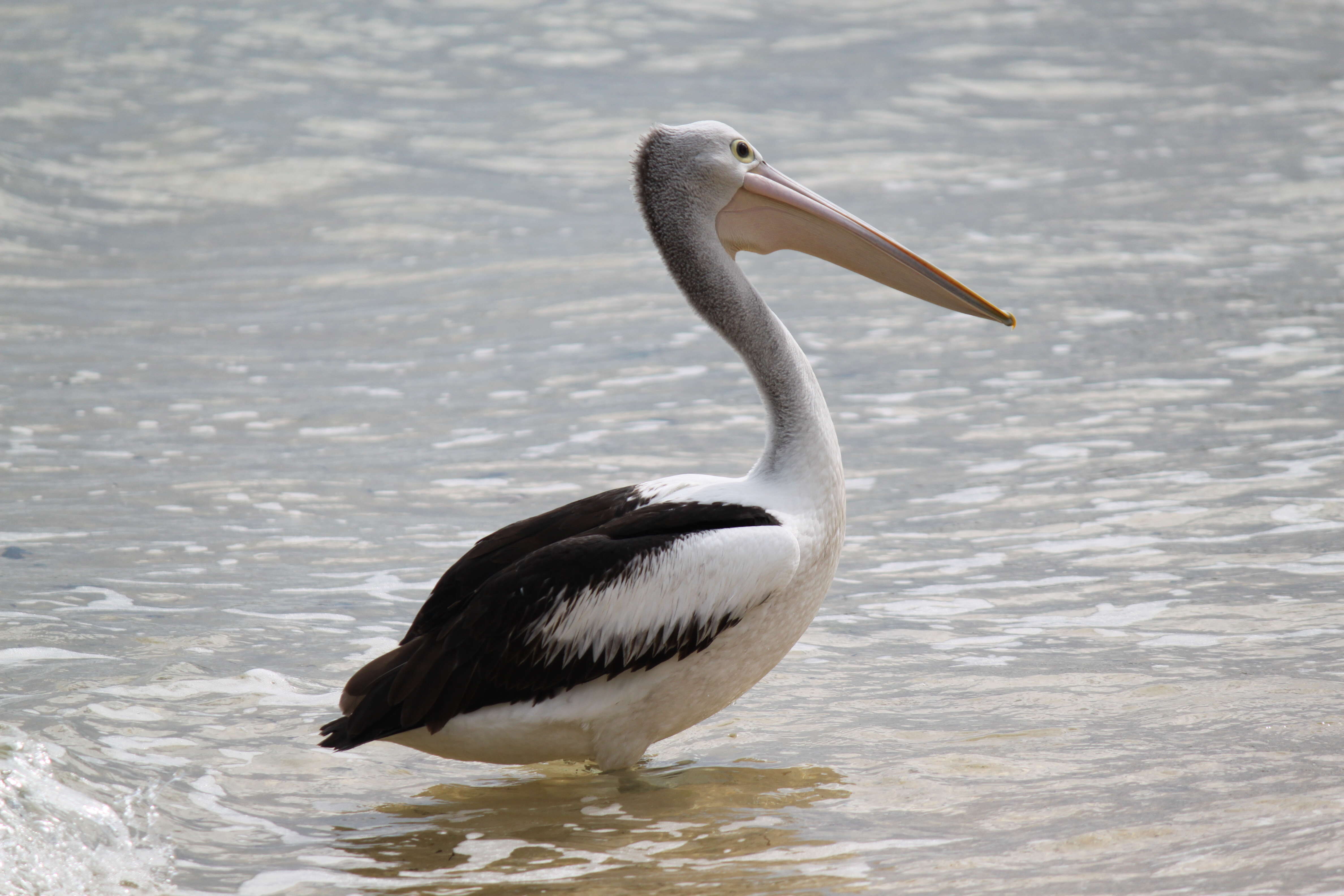 Image of Australian Pelican