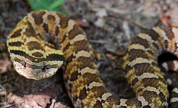 Image of North American Hog-nosed Snakes