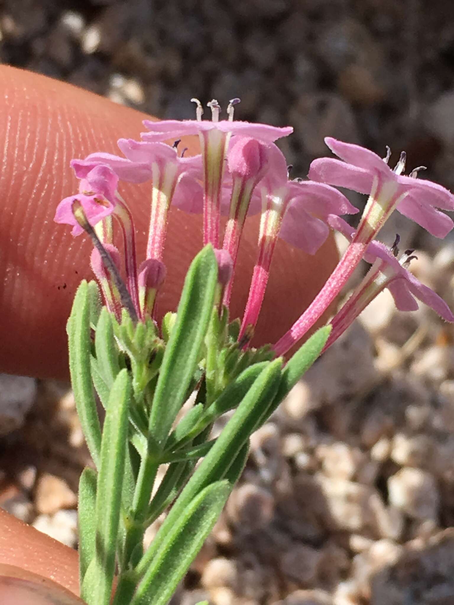 Image of Stenotis peninsularis (Brandegee) Terrell