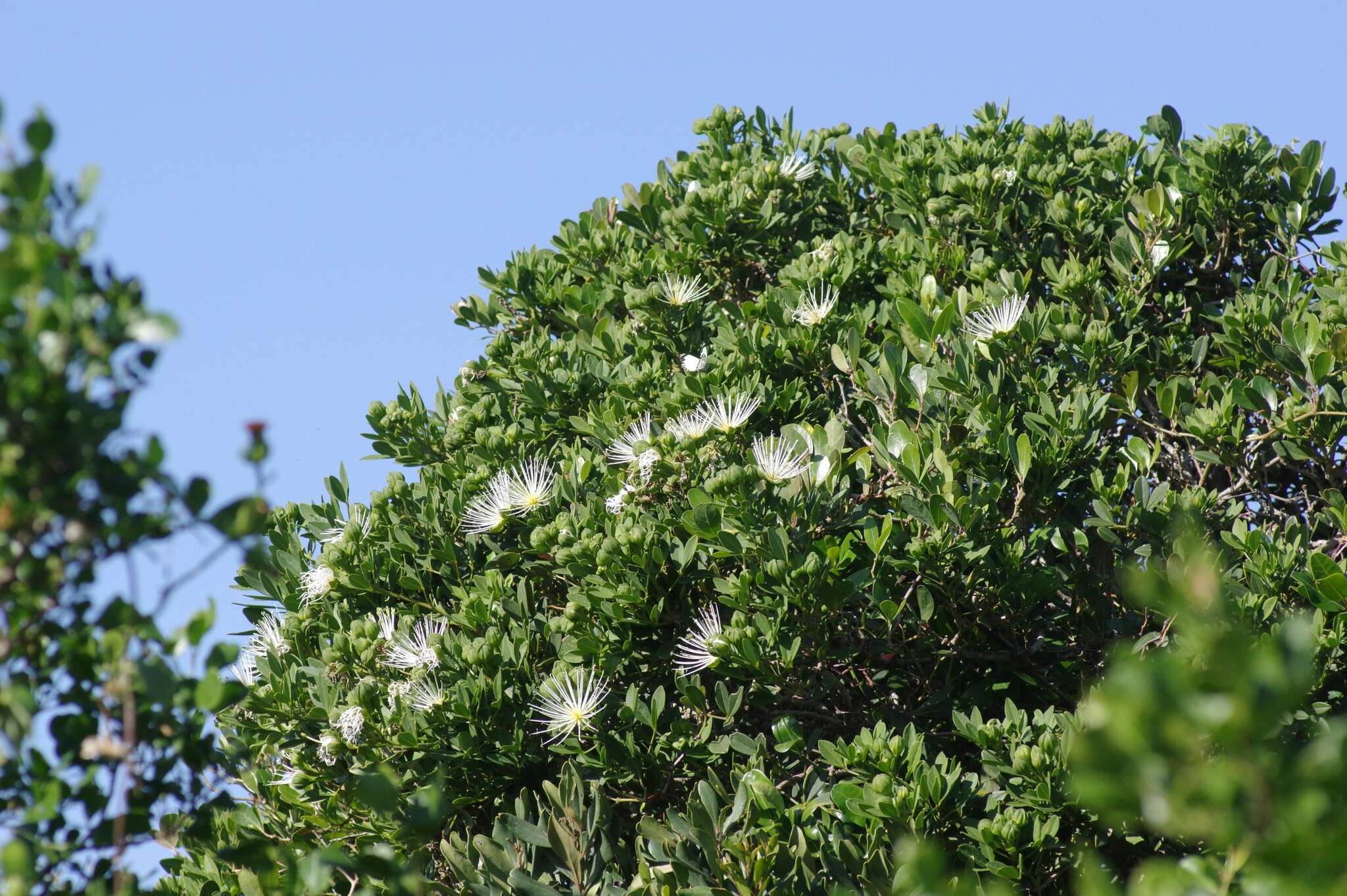 Image of Bush Maerua