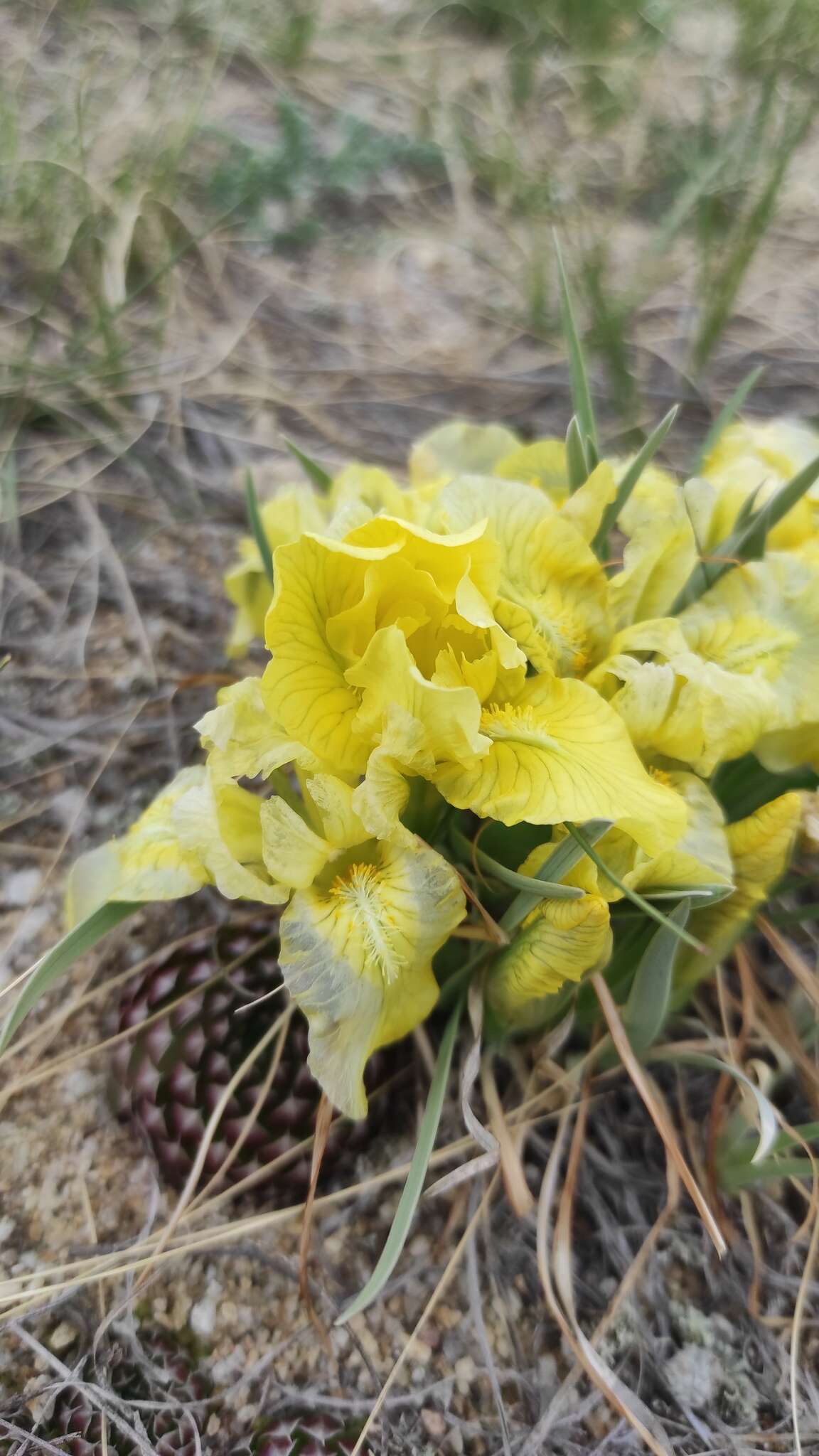 Image de Iris potaninii Maxim.