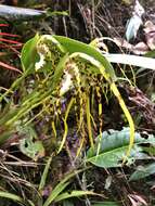 Image of Maxillaria speciosa Rchb. fil.