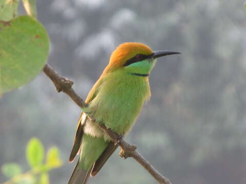 Image of Asian Green Bee-eater